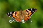 Во второй декаде мая отмечен массовый лет бабочек репейницы. Есть ли повод для беспокойства?