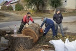 Работники МУП "Комбинат благоустройства" по просьбе жителей распилили, мешавшее жителям дерево