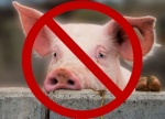 Африканская чума свиней - реальная угроза!