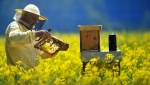 Оповещение пчеловодов