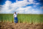 На сегодняшний день, сельхозпроизводители Красноармейского муниципального района перевыполнили план по севу!