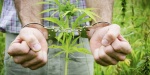 Об ответственности за незаконное возделывание (культивирование) наркосодержащих растений