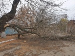 В Красноармейске в результате порывов ветра упало огромное дерево