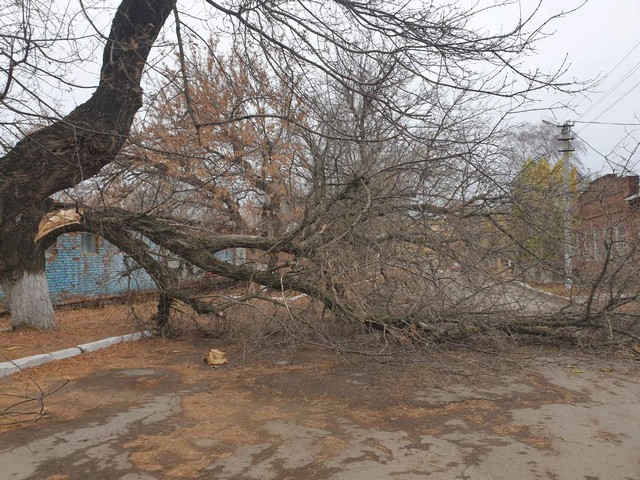 Упавшее дерево на улице Танцорова.jpg