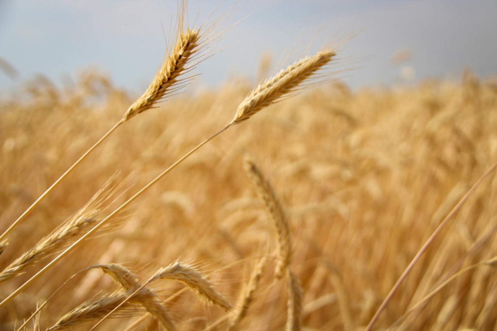 Пшеница8.jpg