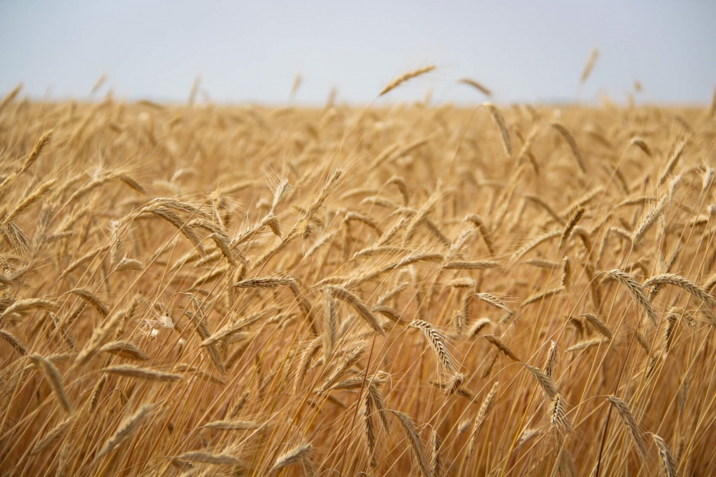 Пшеница4.jpg